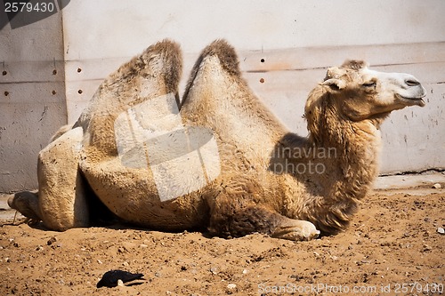 Image of Camel