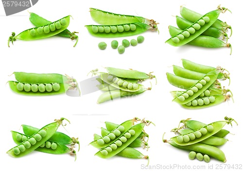 Image of Pea