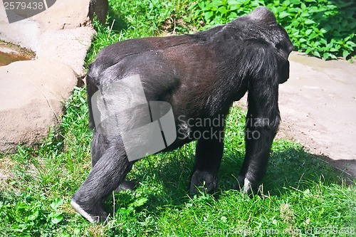 Image of Gorilla