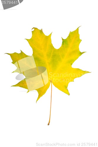Image of Maple leaf