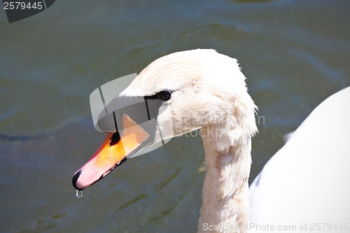 Image of White swan