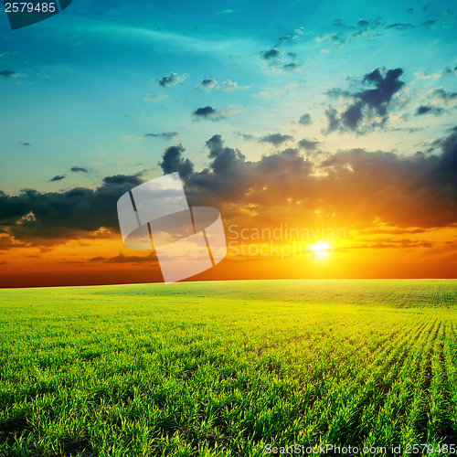 Image of green grass and low orange sunset