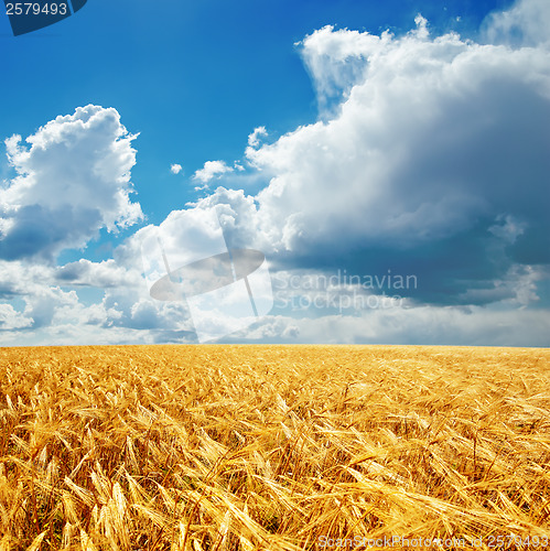 Image of golden harvest and cloudy sky