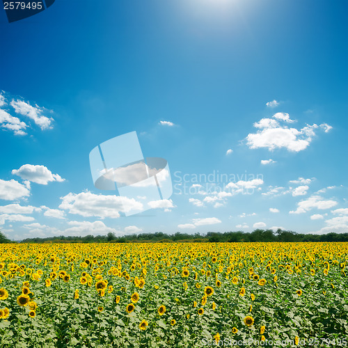 Image of field with sunflowers and blue sunny sky
