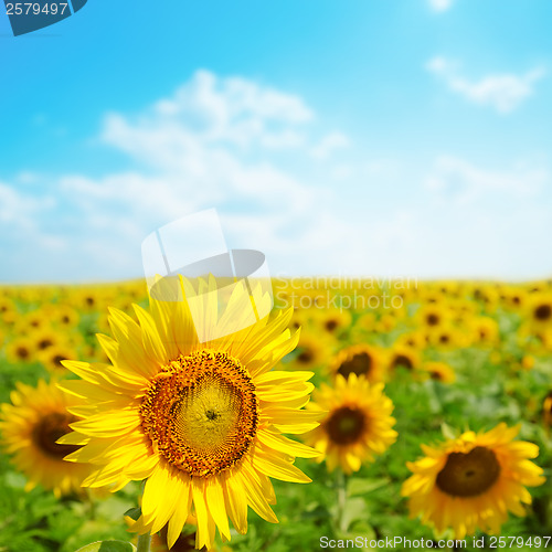 Image of sunflower close up in field