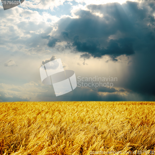 Image of rainy day and harvest