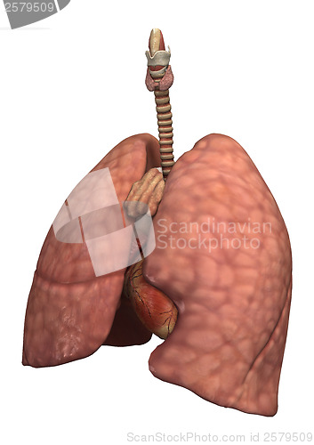 Image of Healthy Women's Lungs