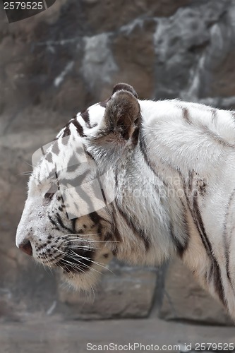 Image of White Tiger