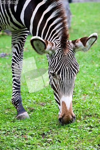 Image of Zebra