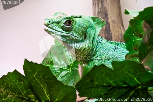 Image of Plumed basilisk
