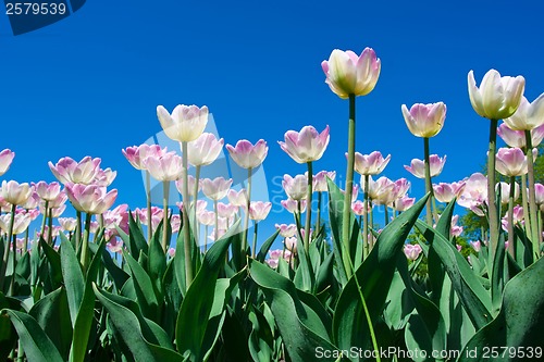 Image of Tulip flowers