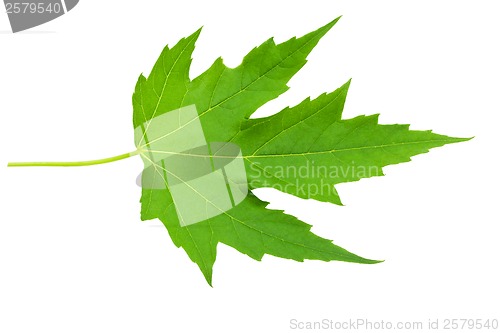 Image of Green leaf