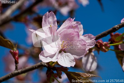 Image of Cherry blossom