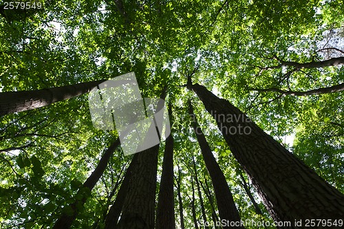 Image of Green forest