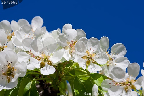 Image of Apple flowers