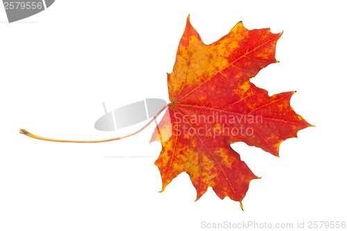 Image of Maple leaf