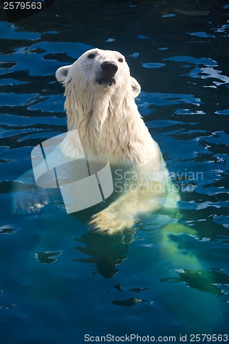 Image of Polar bear