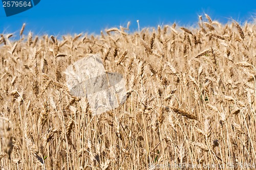 Image of Wheat field