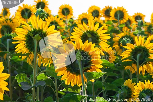 Image of Sunflowers