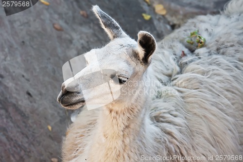 Image of Llama