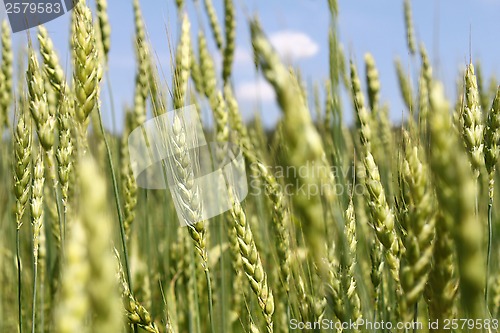 Image of Green wheat ears