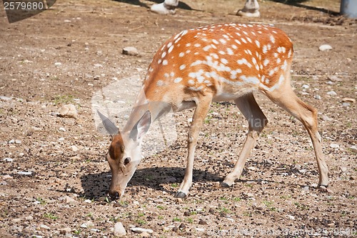 Image of Deer