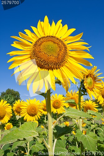 Image of Sunflower