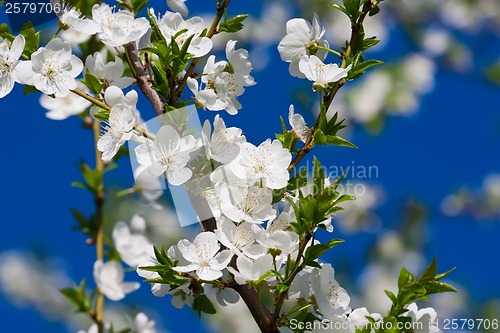 Image of Apple flowers
