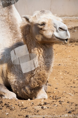 Image of Camel