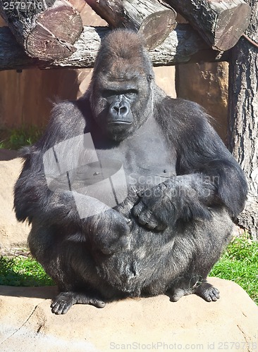 Image of Gorilla