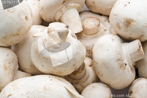 Image of Champignon mushrooms