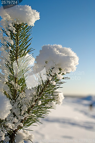 Image of Pine tree.