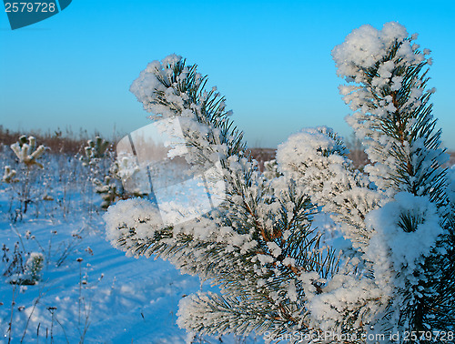 Image of Winter.