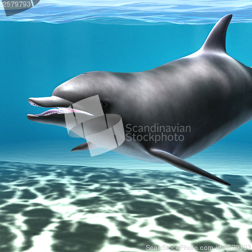 Image of Dolphin