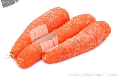 Image of Carrot
