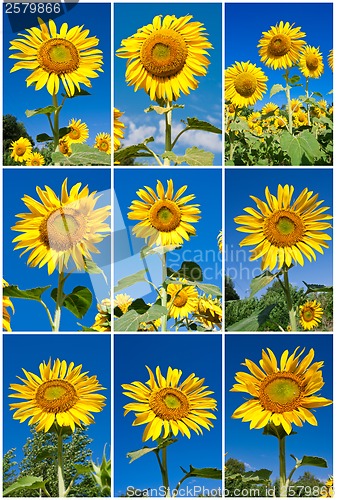 Image of Sunflowers