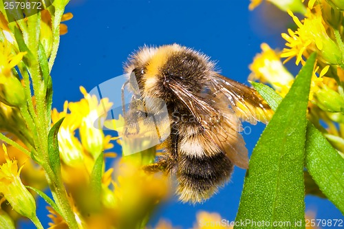 Image of Bumblebee