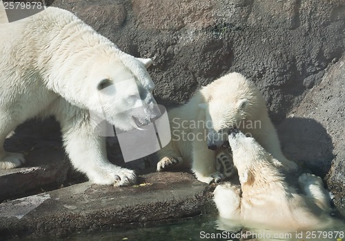 Image of Polar bears
