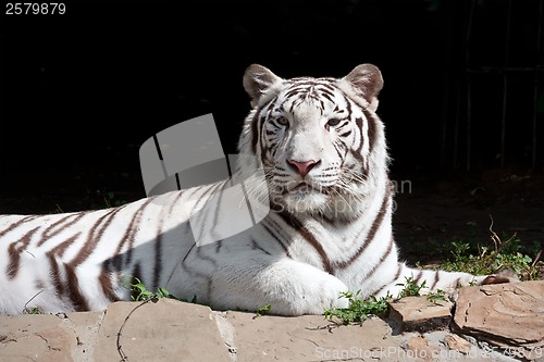 Image of White Tiger