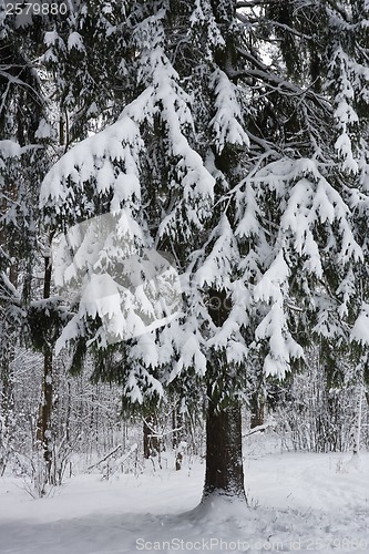 Image of Winter forest