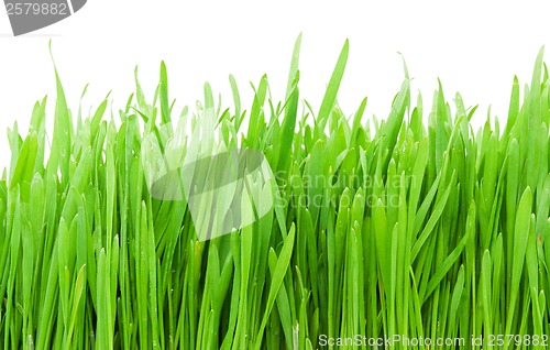 Image of Green grass