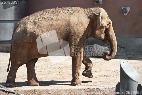 Image of Elephant