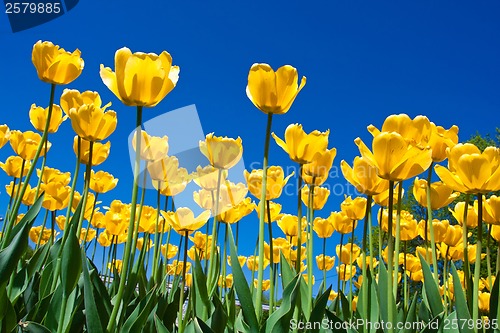Image of Tulip flowers
