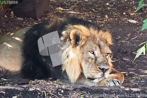 Image of Lion