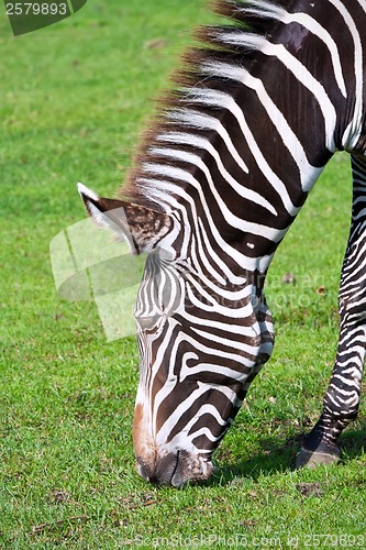 Image of Zebra