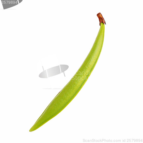 Image of Green bean pod with clipping path