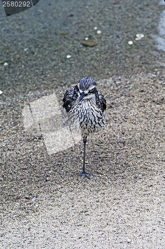 Image of Bird