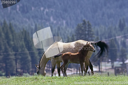 Image of Mare with foal