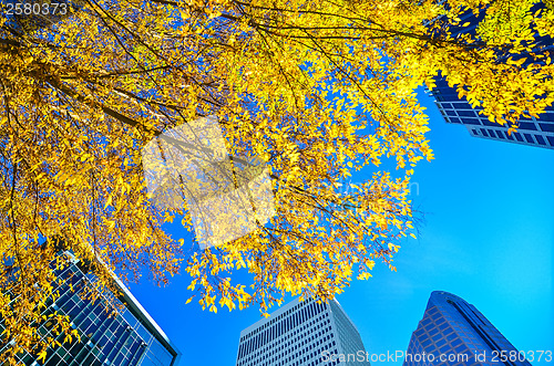 Image of looking up at tall skyscrapers during fall season