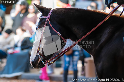 Image of portrait of a beautiful horse